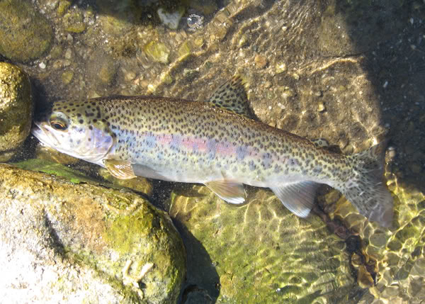 Ultralight Fly Fishing • Angeles National Forest