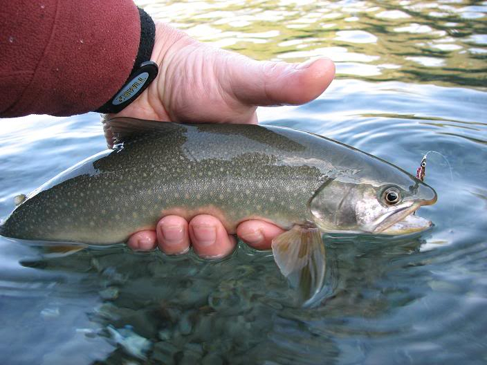 Ultralight Fly Fishing A Few Pictures From My Home Waters