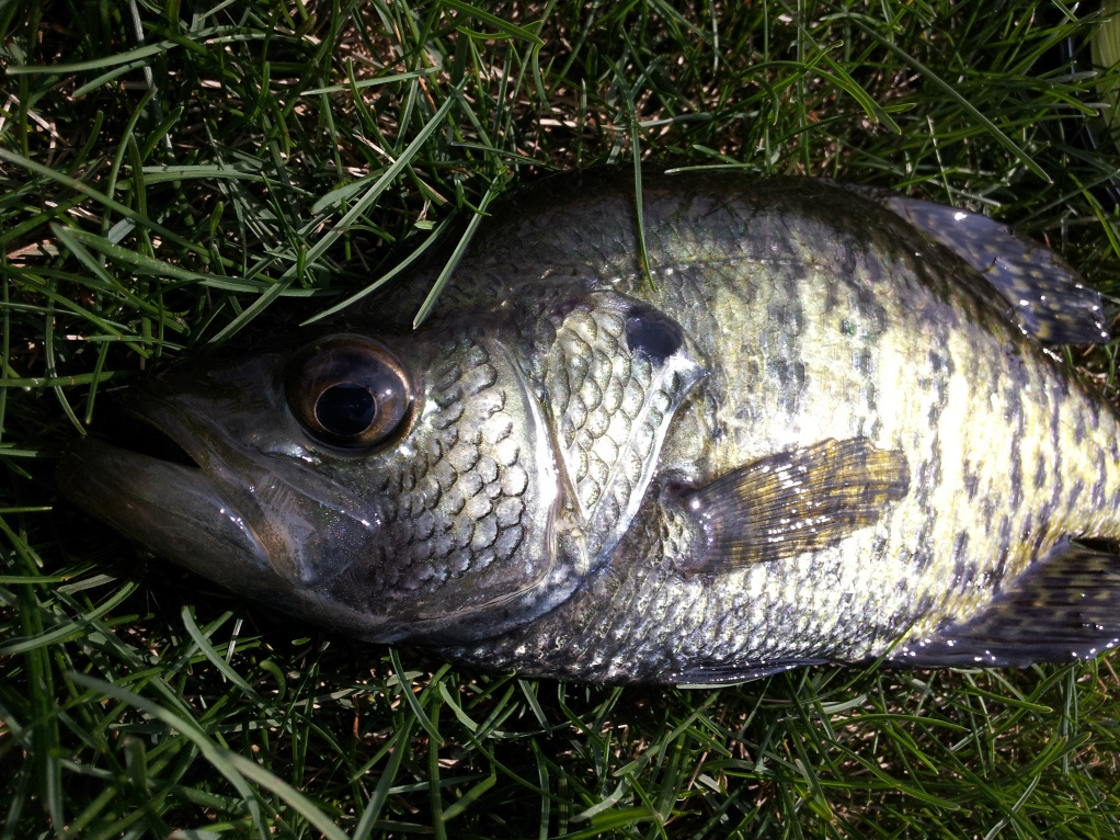 Feeling like my hero after catching this beautiful crappie on an