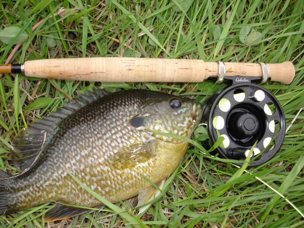Ultralight Fly Fishing • Killing panfish with The Nymph