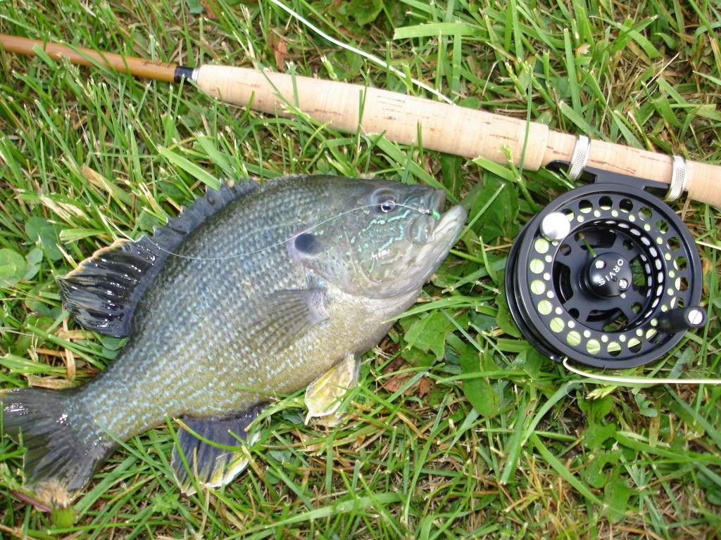 Ultralight Fly Fishing • Killing panfish with The Nymph