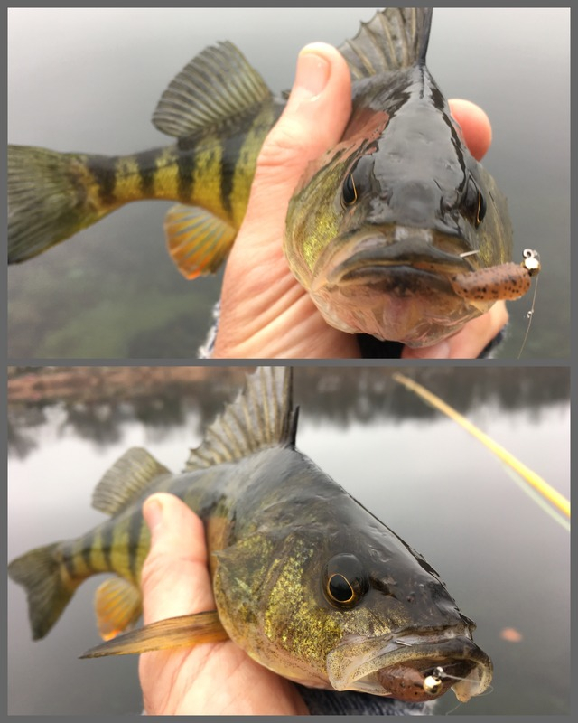 https://images.ultralightflyfishing.com/u/1/pb/Ron_M/Fly%20Fishing/IMG_2949.jpg