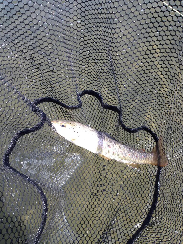 Ultralight Fly Fishing • Weekend in Rapid City, SD on Rapid Creek