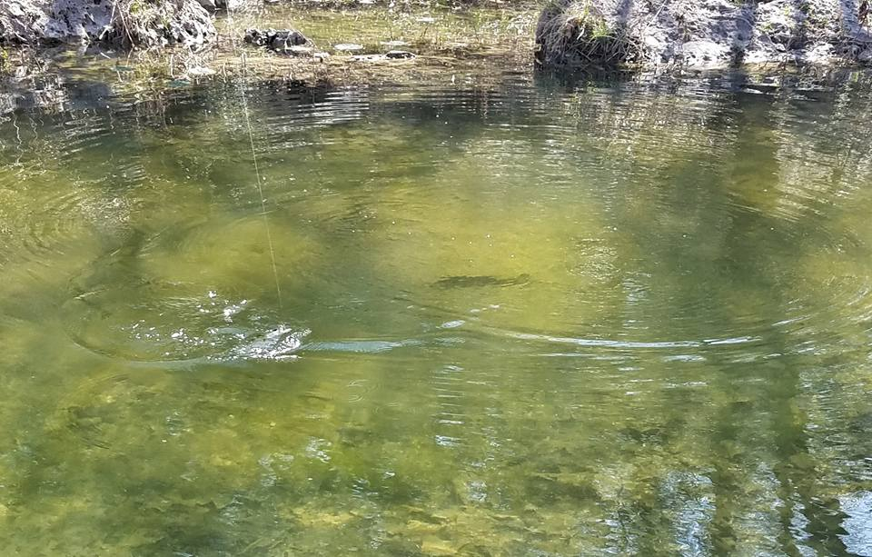 Ultralight Fly Fishing • Middle Fork San Gabriel River