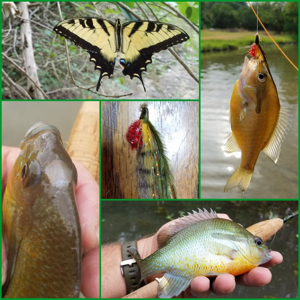 Ultralight Fly Fishing • San Gabriel River (3 forks, TX)