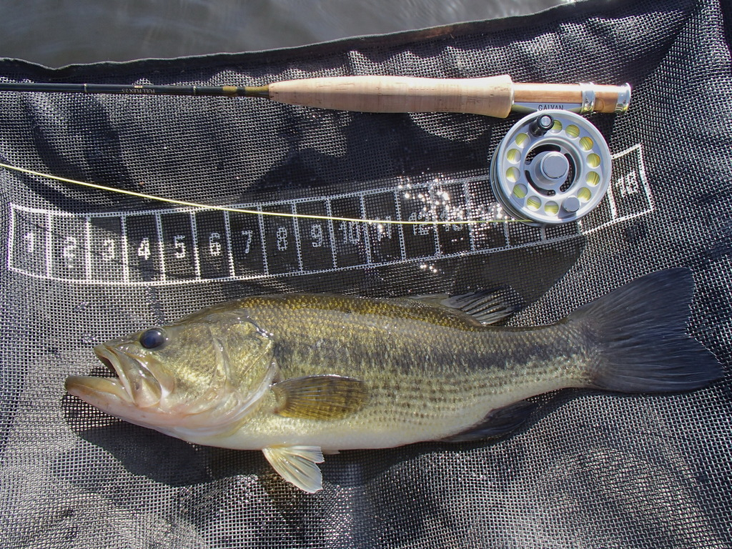 Ultralight Fly Fishing • Small Pond Bass & Bluegill