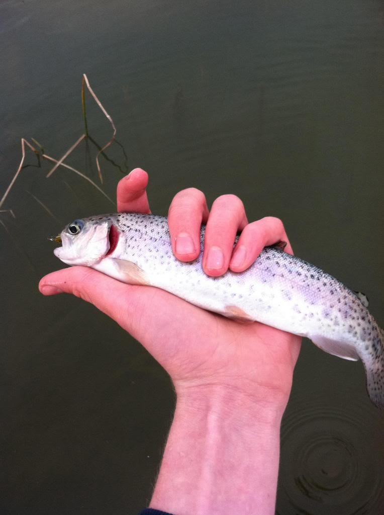 Ultralight Fly Fishing • Urban Pond Trout and A 2 wt