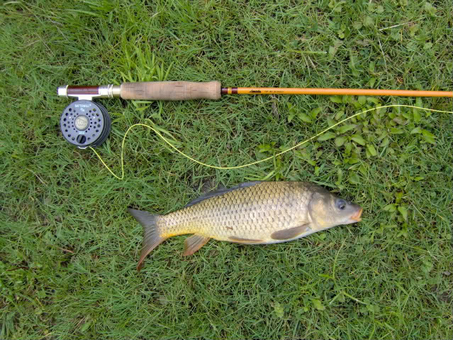Ultralight Fly Fishing • Carp on the 3wt