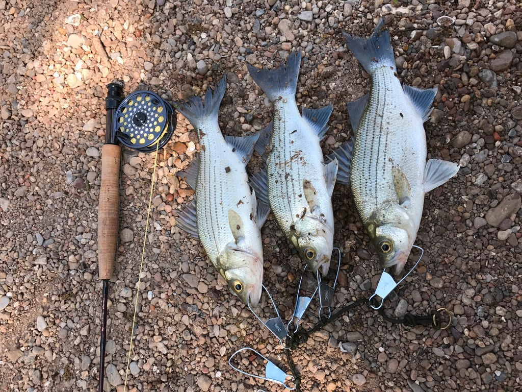 Five fly reels.  Fly Fishing Forum