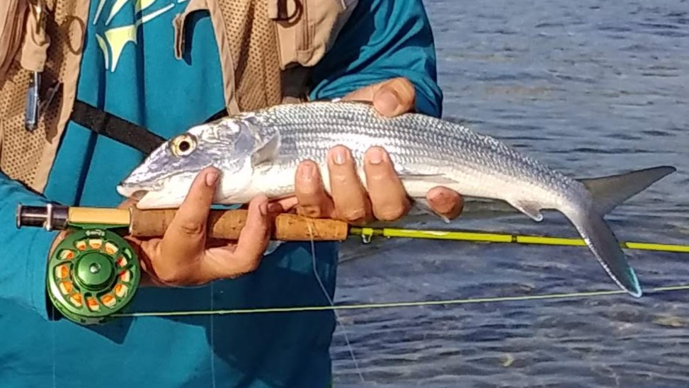 Ultralight Fly Fishing • Bonefish on a 1wt Maxcatch Ultra Lite 6' rod