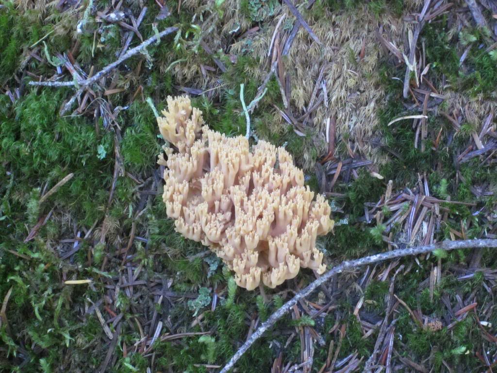 Ultralight Fly Fishing • Fishing in the Cascade Mountains