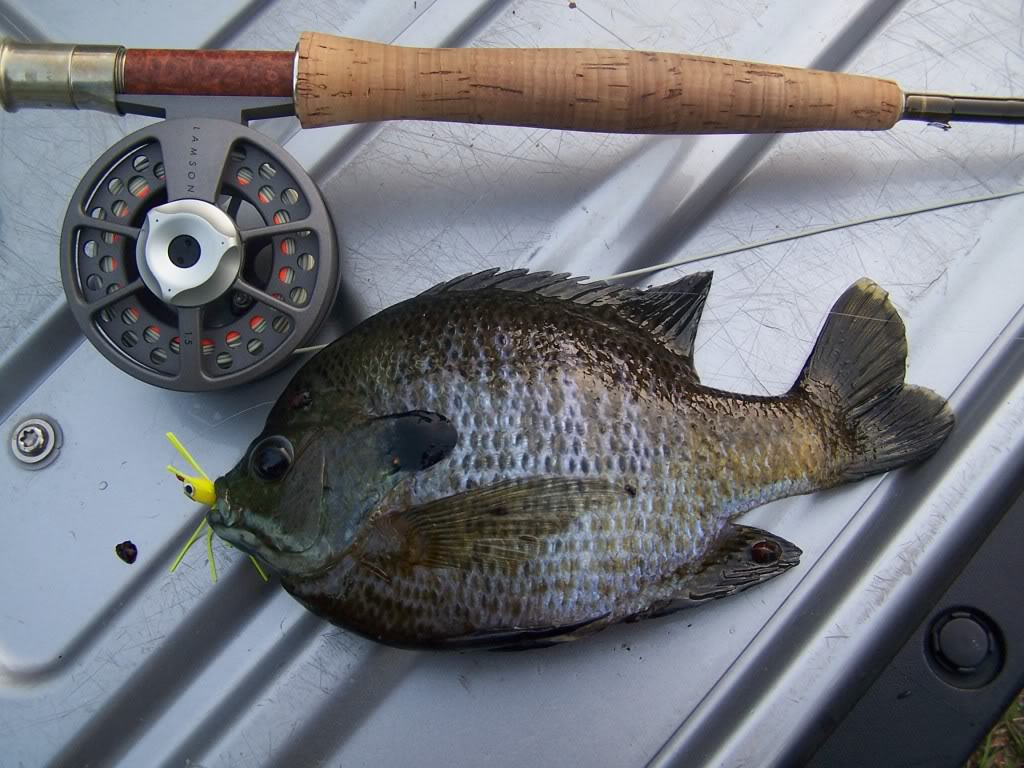 Ultralight Fly Fishing • Custom Bluegill Fish Graphic on an Abel Creek Reel !!!