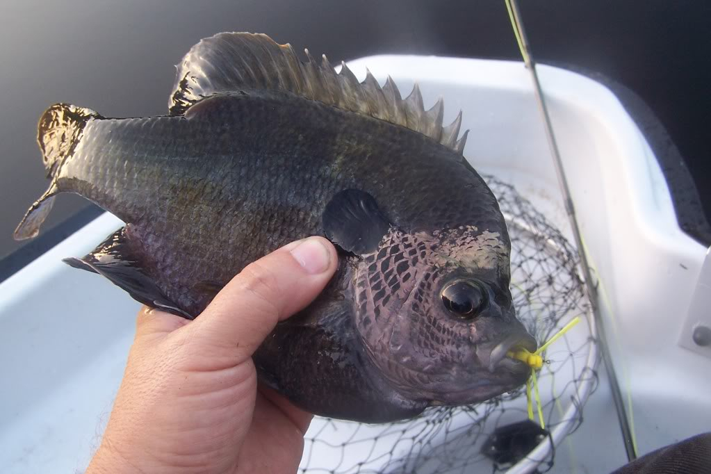 Ultralight Fly Fishing • CopperHeads....Big Surprise.....