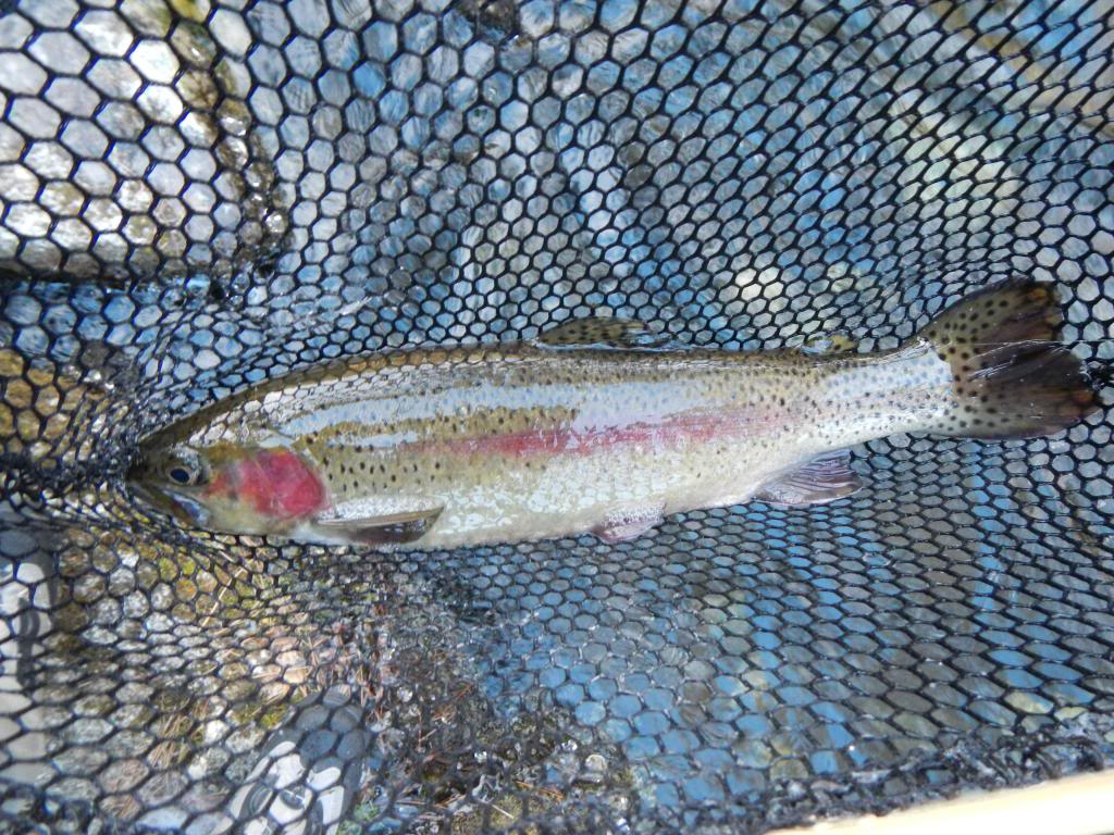 Ultralight Fly Fishing • 2 weights, frozen beards and rainbow trout