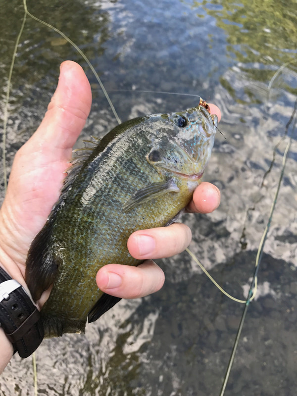 Ultralight Fly Fishing • Sulphur Creek, Lampasas TX