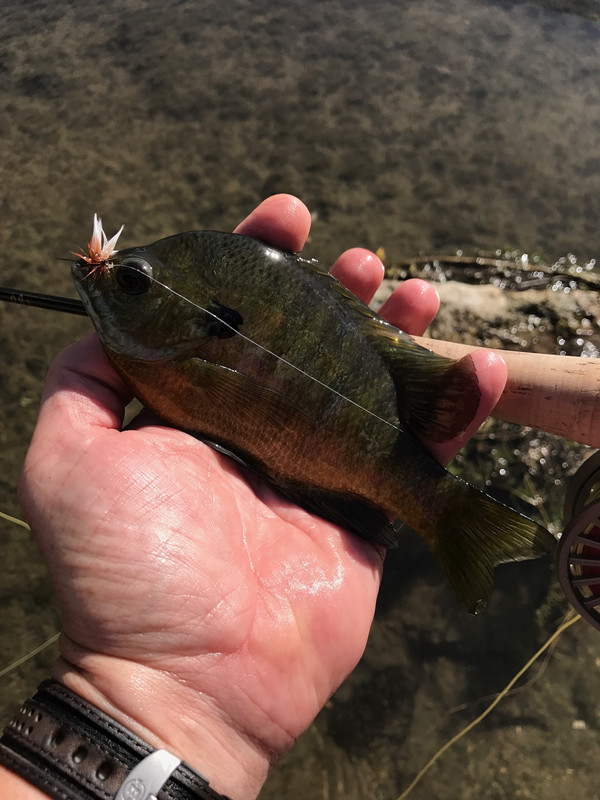 Ultralight Fly Fishing • Sulphur Creek, Lampasas TX