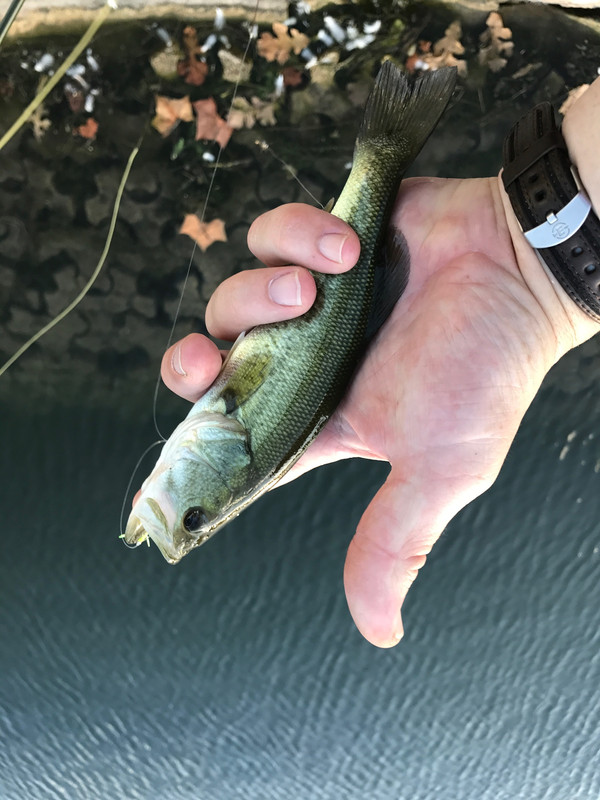 Ultralight Fly Fishing • Sulphur Creek, Lampasas TX