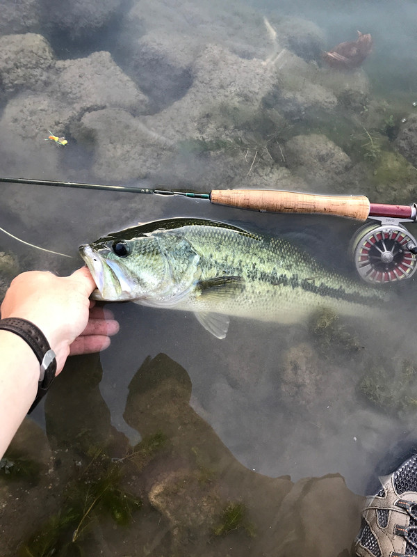 Ultralight Fly Fishing • Sulphur Creek, Lampasas TX